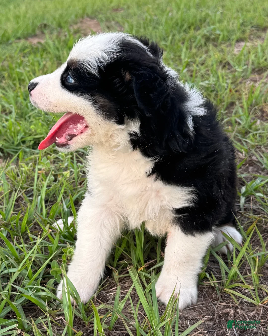 Miniature Australian Shepherd dogs for sale: Miniature Australian Shepherd 2 - Ad 2