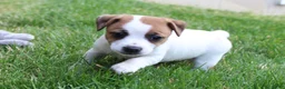 Jack Russell Terrier dogs for sale: Daisy - Ad 6