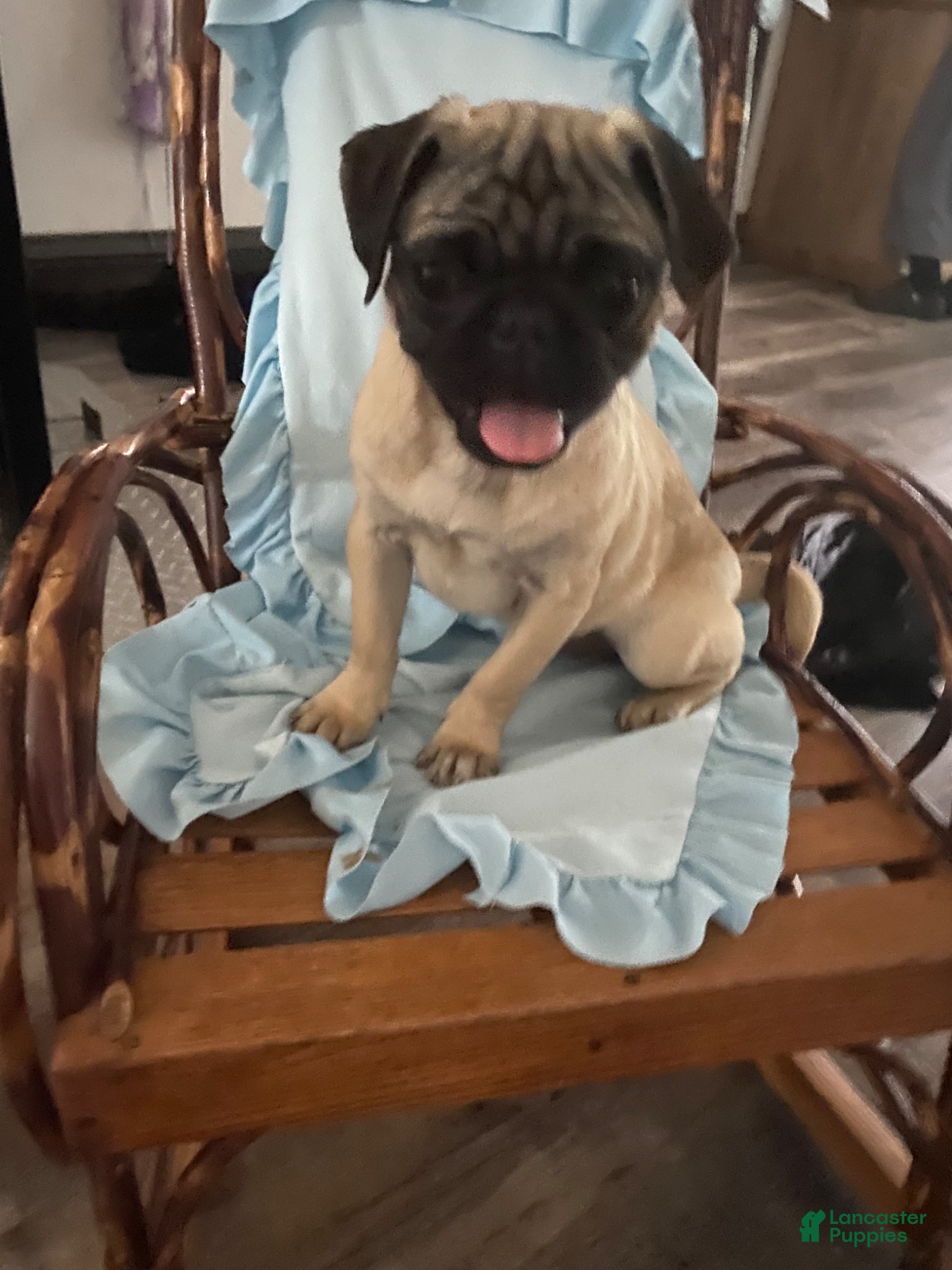 Pug dogs Pug Puppy 1 - Ad 34