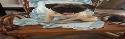Pug dogs for sale: Pug Puppy 1 - Ad 1