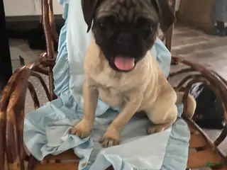 Pug dogs Pug Puppy 1 - Ad 37