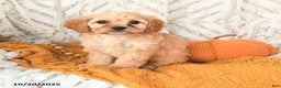 Cavapoo dogs for sale: Daffodil - Ad 8
