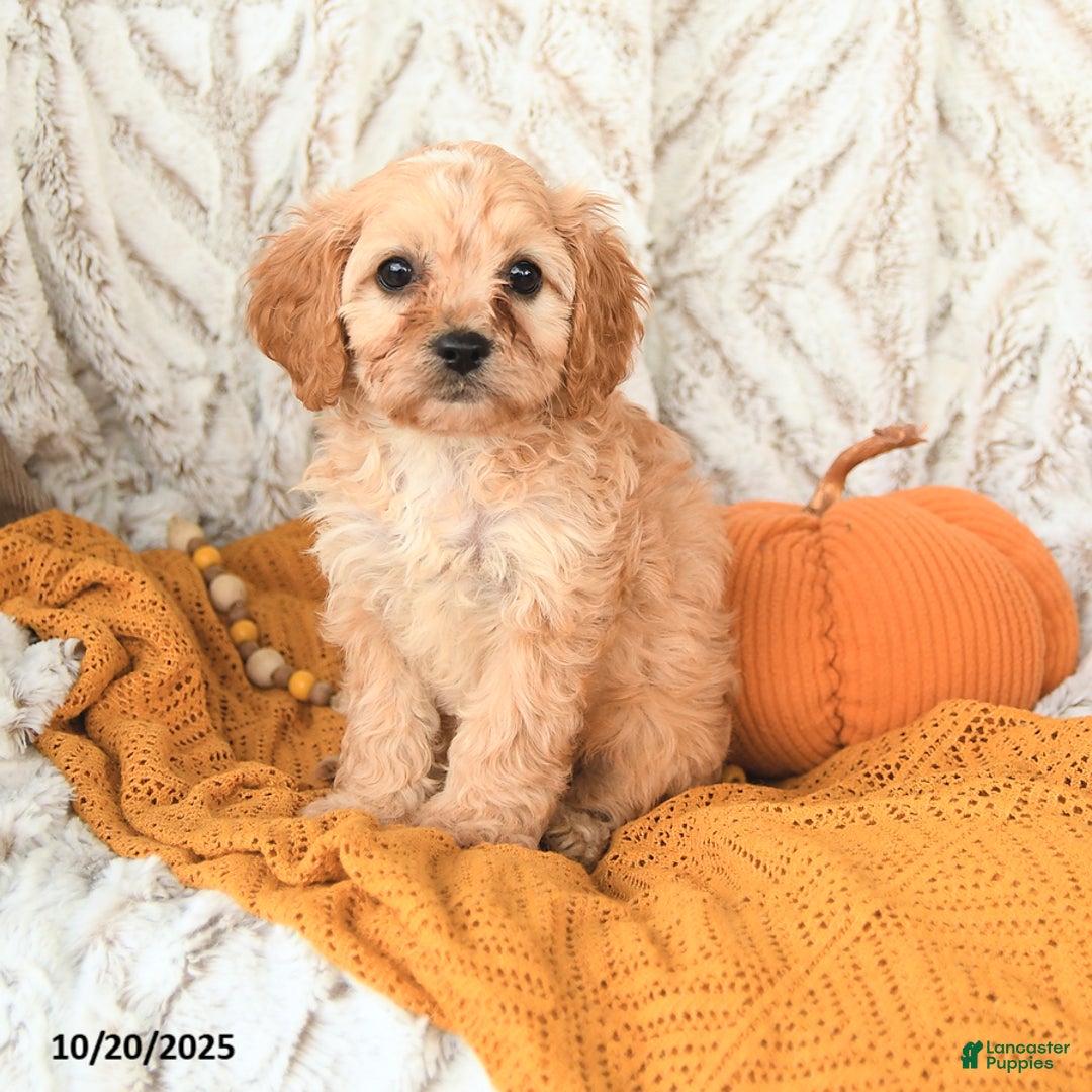 Cavapoo dogs for sale: Daffodil - Ad 8