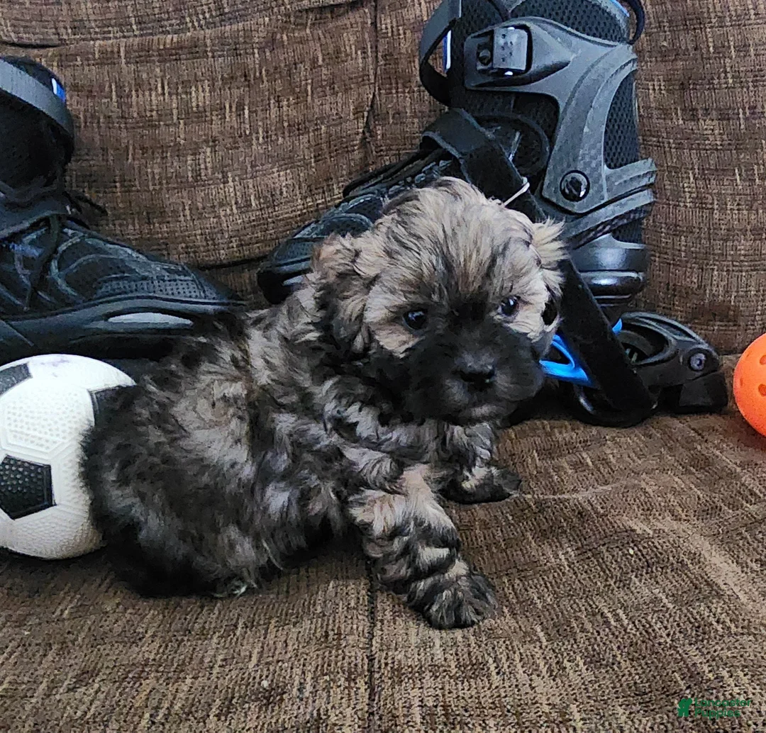 Shihpoo dogs for sale: IKARUS  - Ad 4