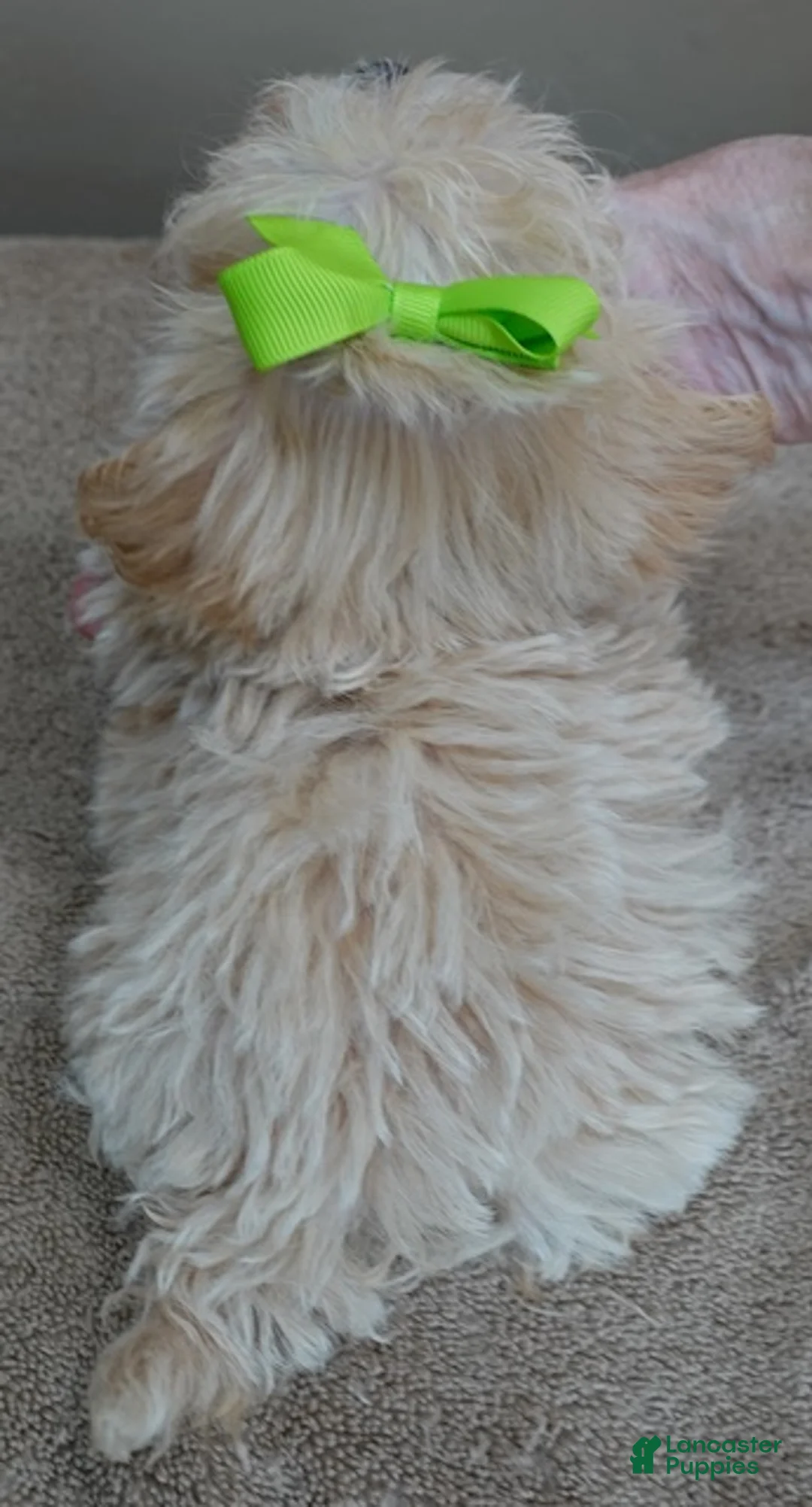 Maltipoo dogs for sale: Tiny Kyro - Ad 2