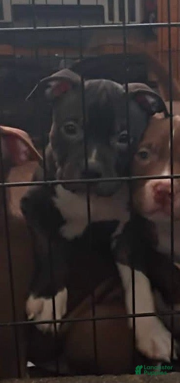 American Bully dogs American Bully 7 - Ad 10