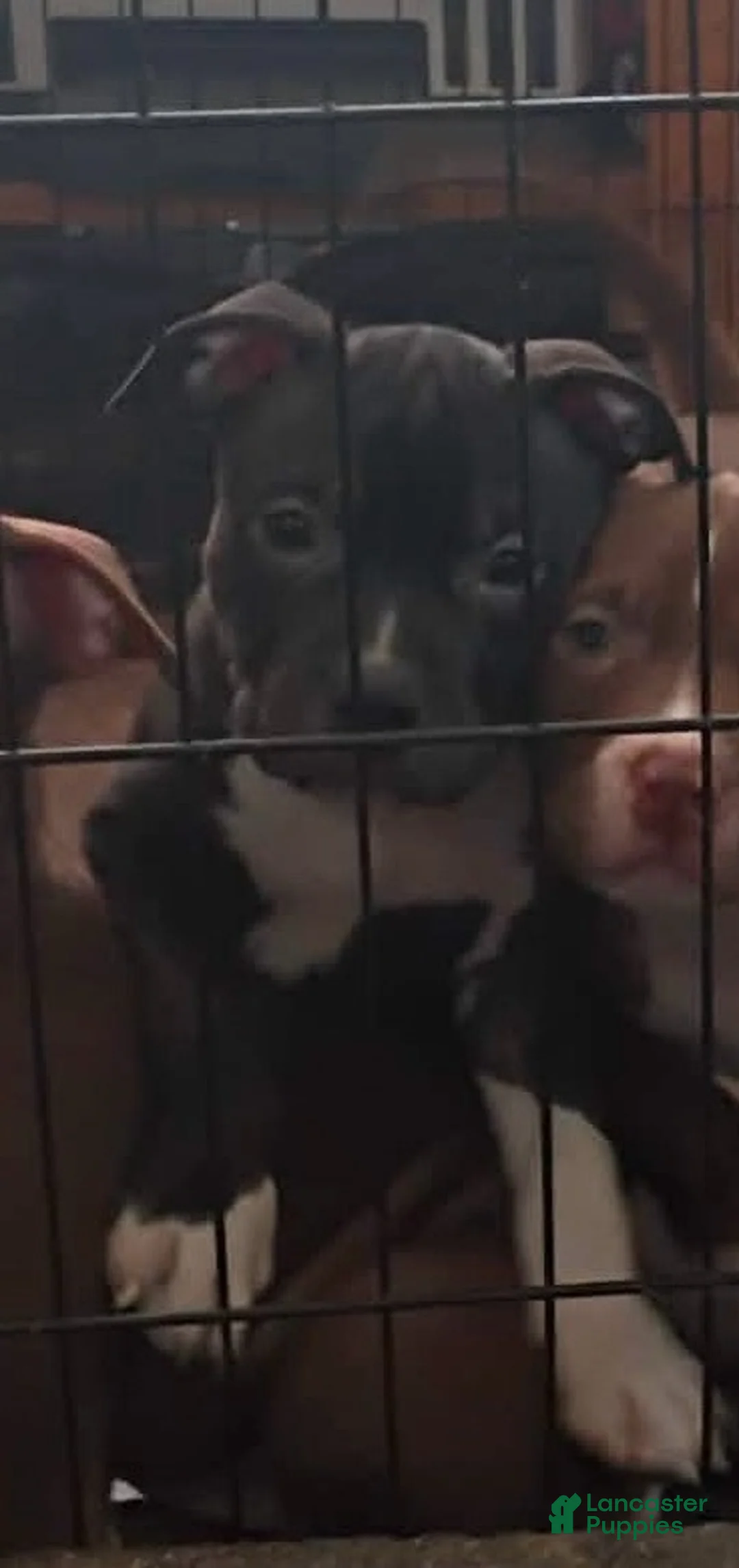 American Bully dogs for sale: American Bully 7 - Ad 1