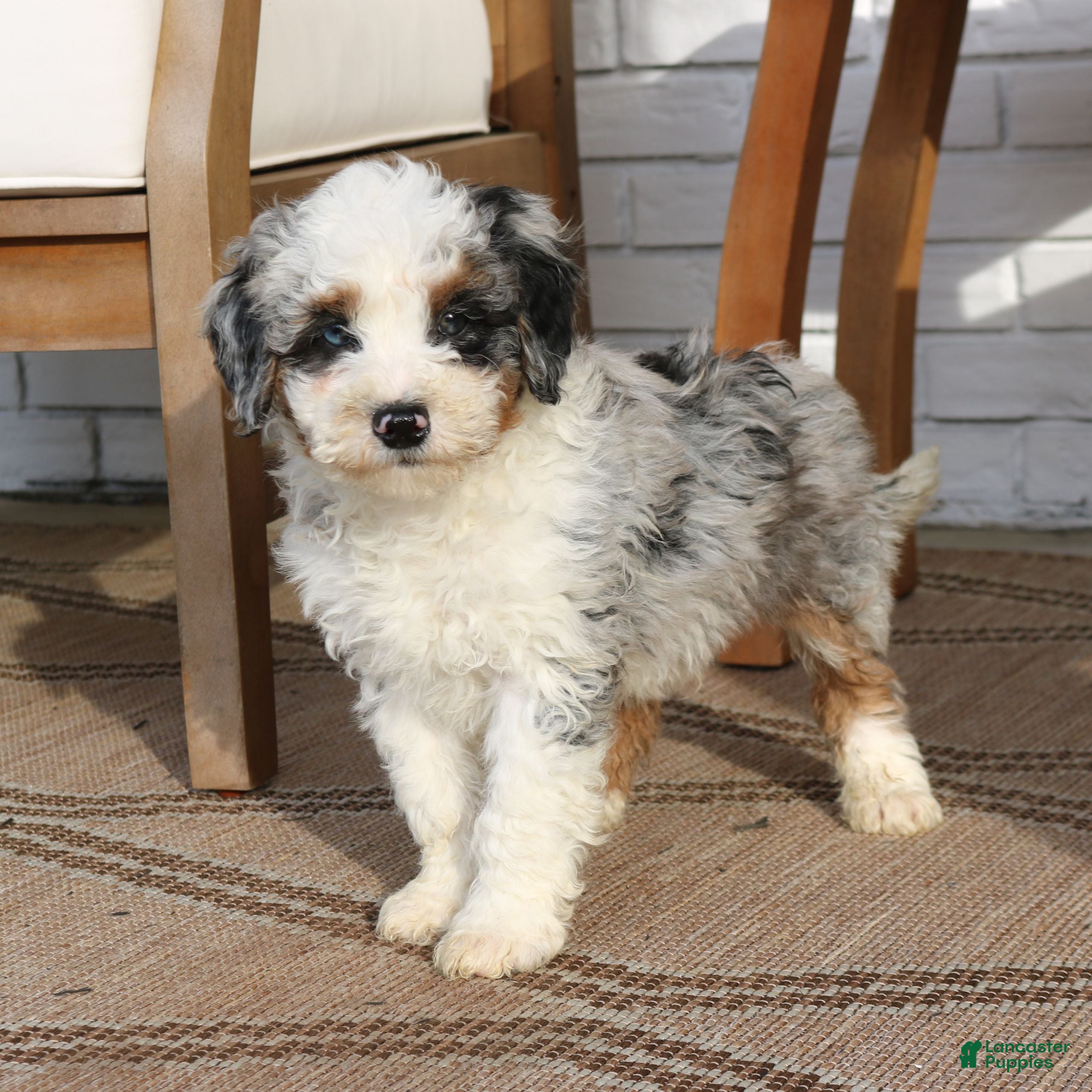 Mini Bernedoodle dogs Juno  - Ad 40