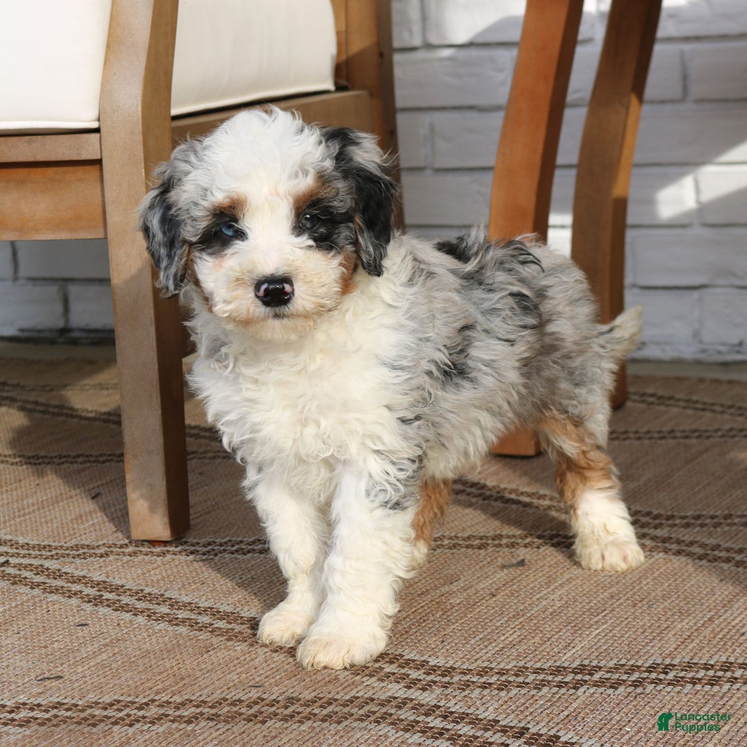 Mini Bernedoodle dogs for sale: Juno  - Ad 1