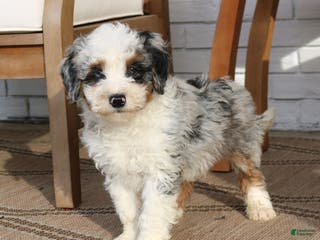 Mini Bernedoodle dogs Juno - Ad 4