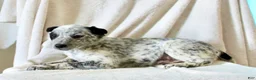 Australian Cattle Dog dogs for sale: Randy - Ad 3