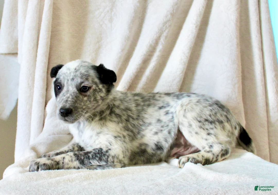 Australian Cattle Dog dogs for sale: Randy - Ad 3