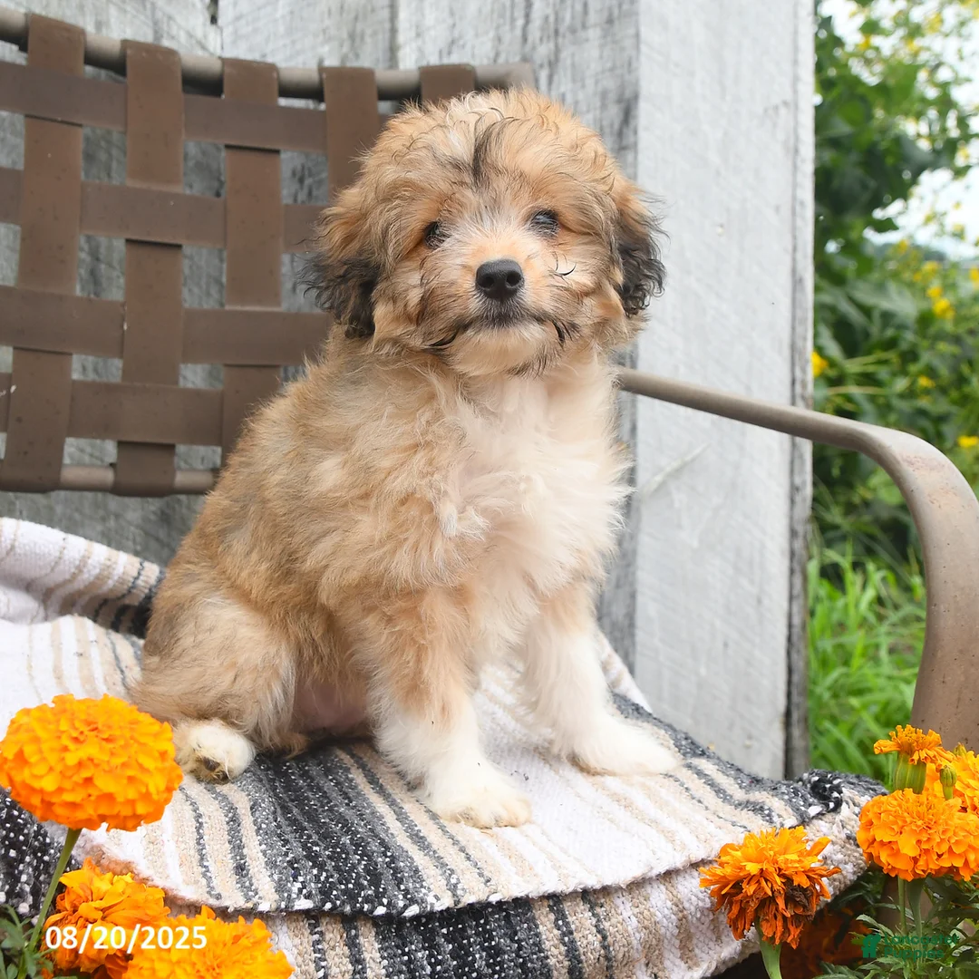 Mini Aussiedoodle dogs for sale: Marigold - Ad 2