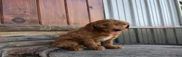 Goldendoodle dogs for sale: Jasmine - Ad 2