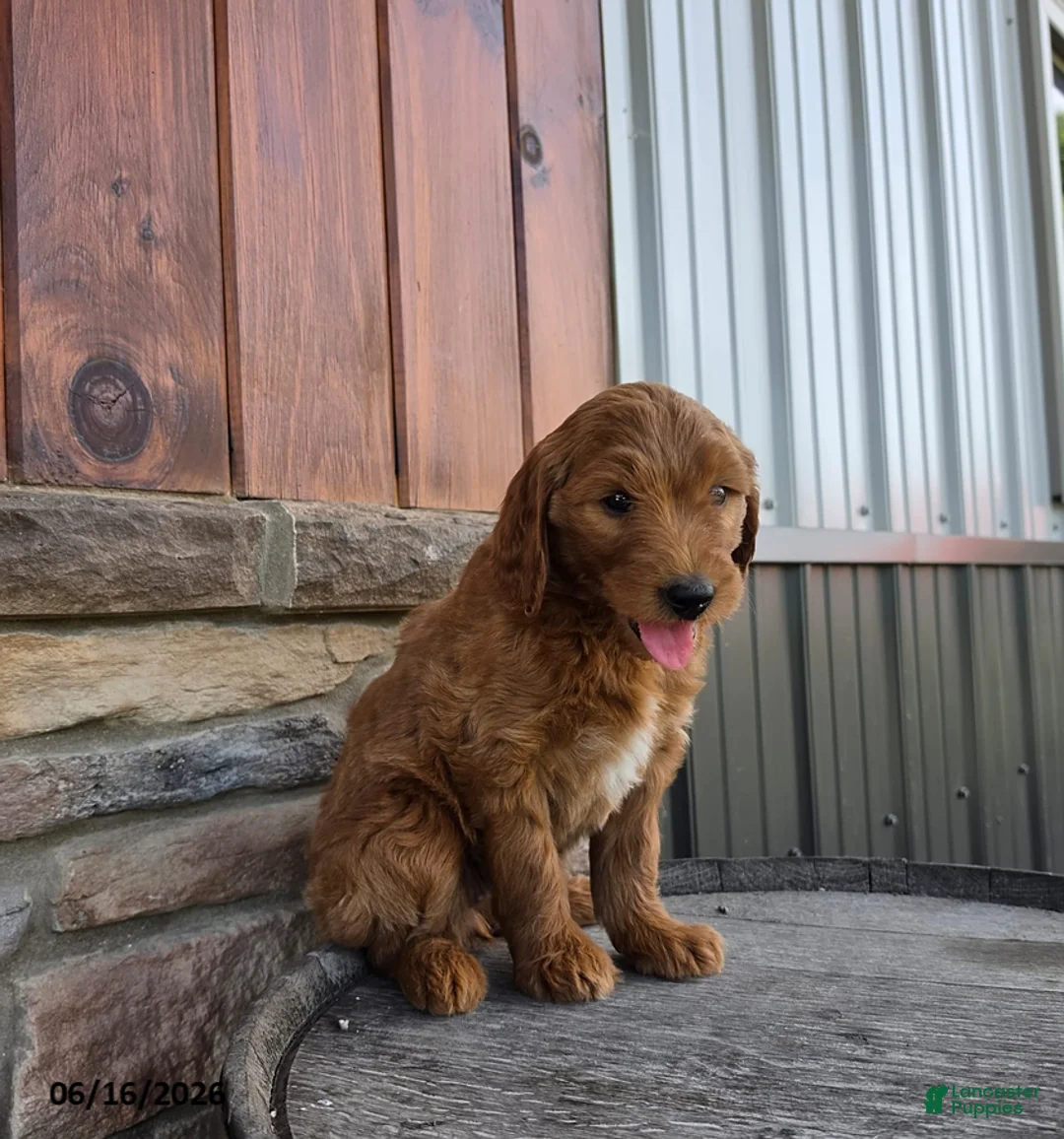 Goldendoodle dogs for sale: Jasmine - Ad 2