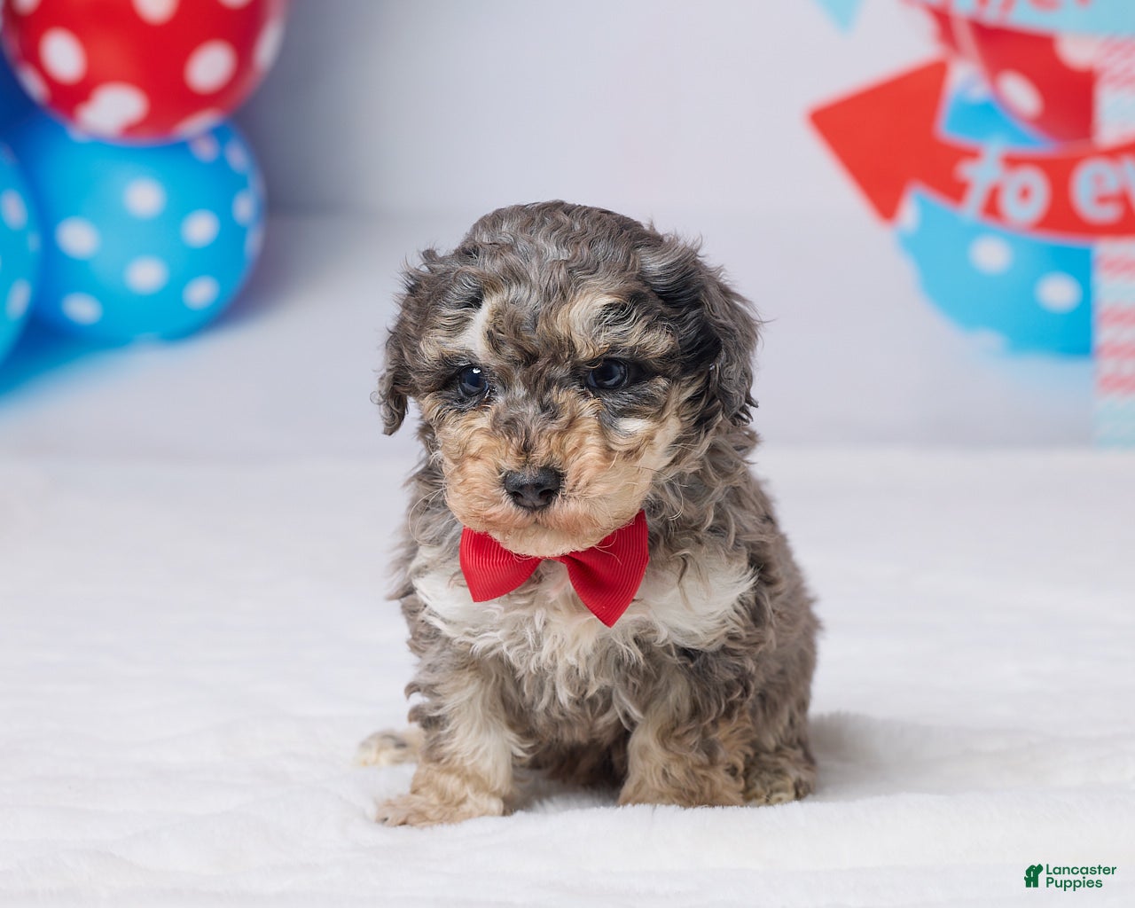 Miniature Poodle dogs Ruger - Ad 1