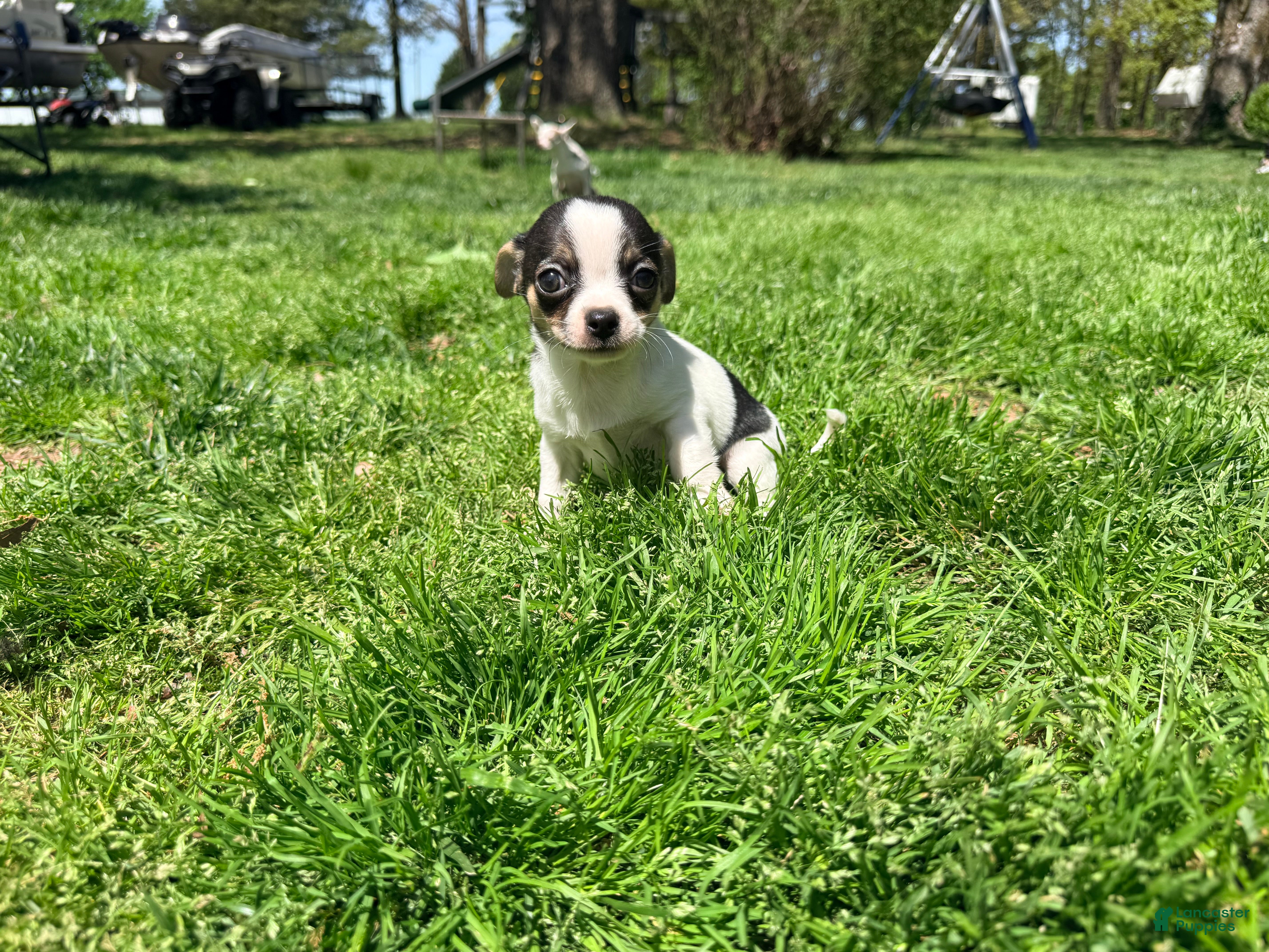 Chihuahua dogs Cole - Ad 16