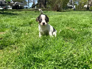 Chihuahua dogs Cole - Ad 1