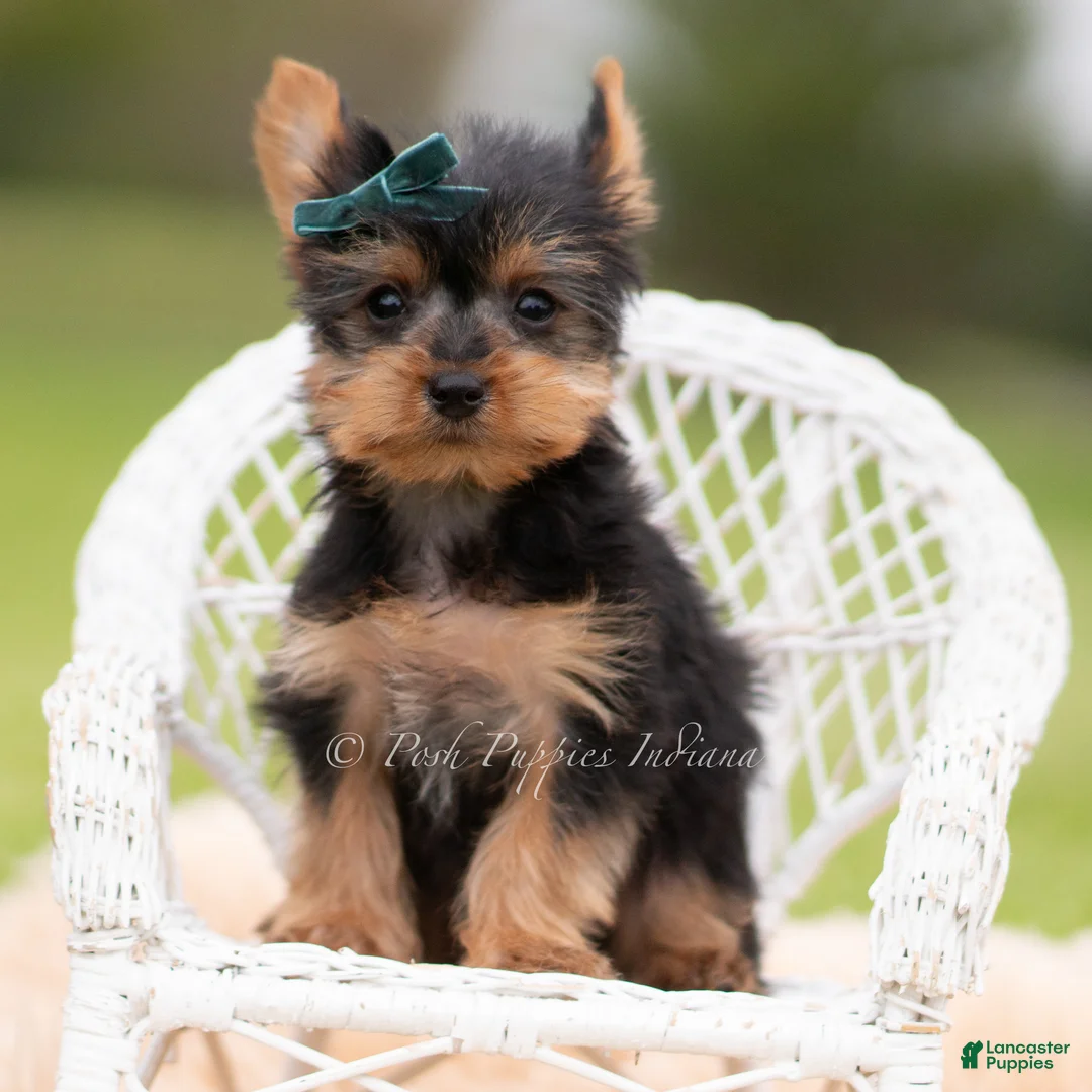 Yorkshire Terrier dogs for sale: Scotty - Ad 2