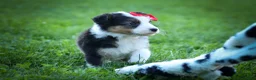 Mixed Breed dogs for sale: Goose🐾 - Ad 14