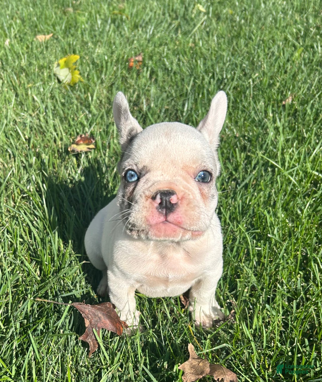 French Bulldog dogs for sale: Smokey - Ad 12