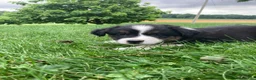 Australian Shepherd dogs for sale: Rocky  - Ad 7