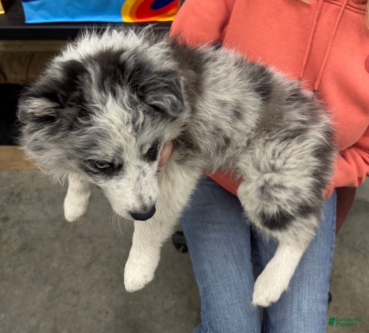 Border Collie dogs for sale: Border Collie 2 - Ad 2