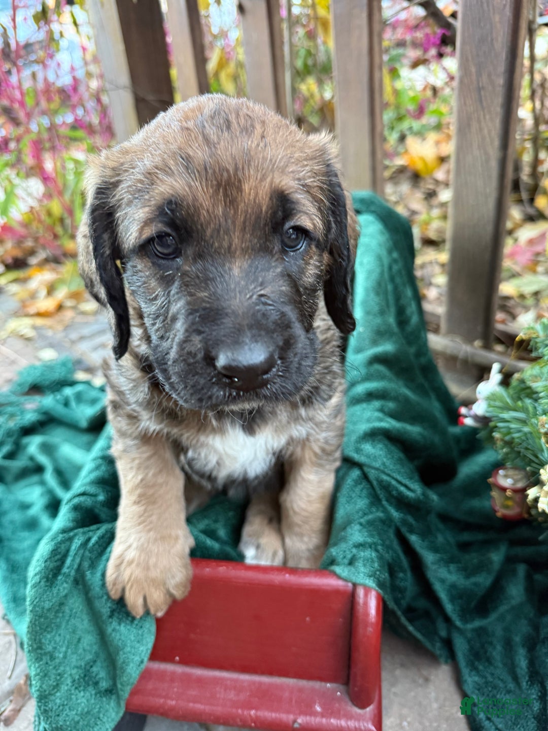 Mixed Breed dogs for sale: Oscar - Ad 5