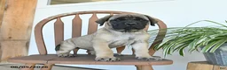English Mastiff dogs for sale: Mindy - Ad 5