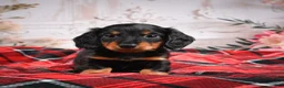 Miniature Dachshund dogs for sale: AKC-Elvis - Ad 7