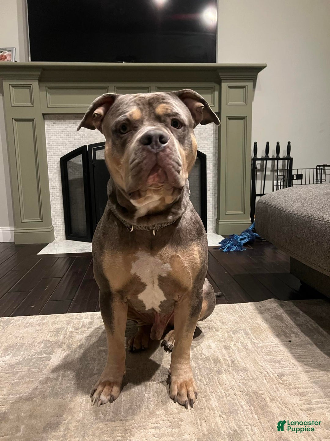 American Bully dogs for sale: Louis - Ad 14