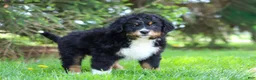 Bernese Mountain Dog dogs for sale: Finn - Ad 8