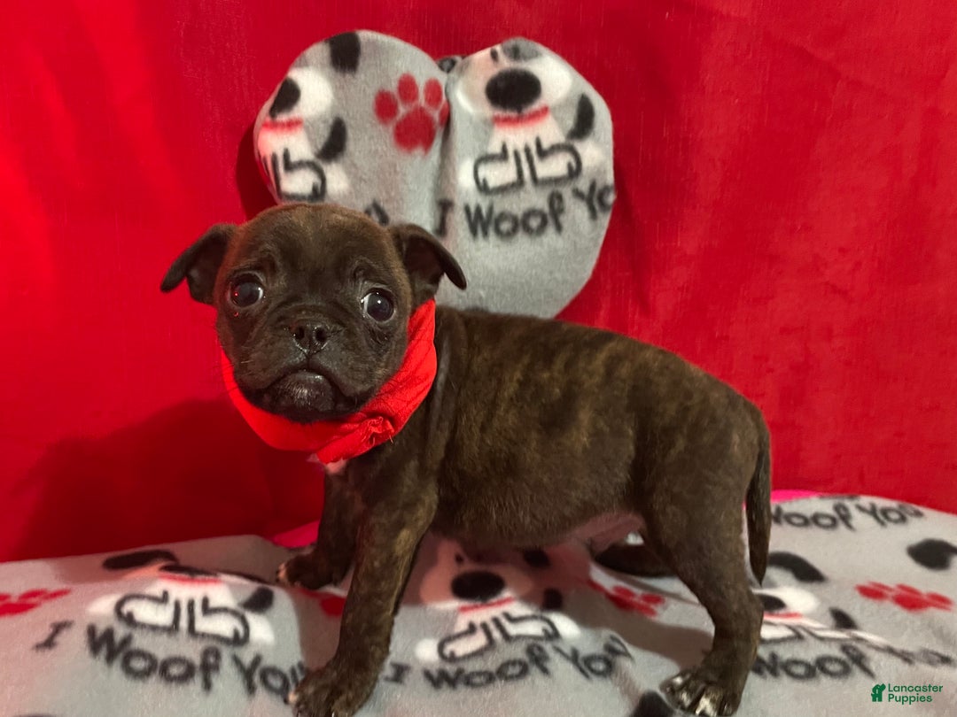 Mixed Breed dogs for sale: Valentino - Ad 3