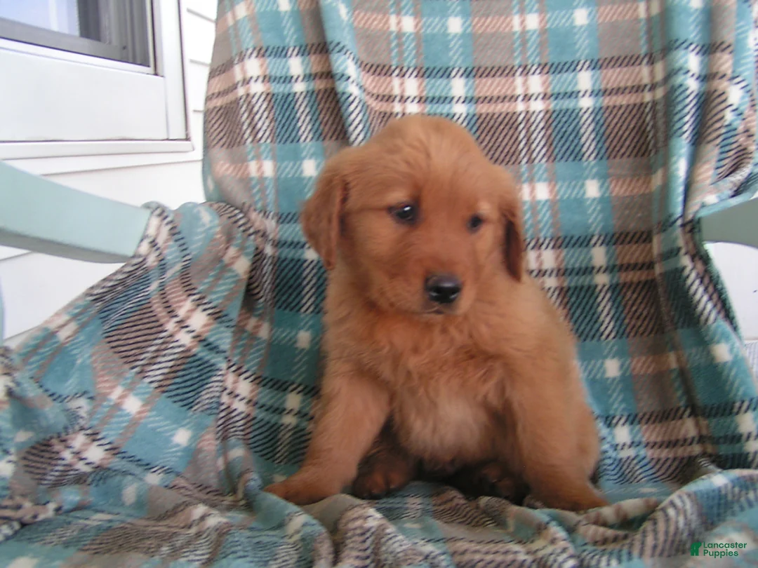Golden Retriever dogs for sale: Landon - Ad 2