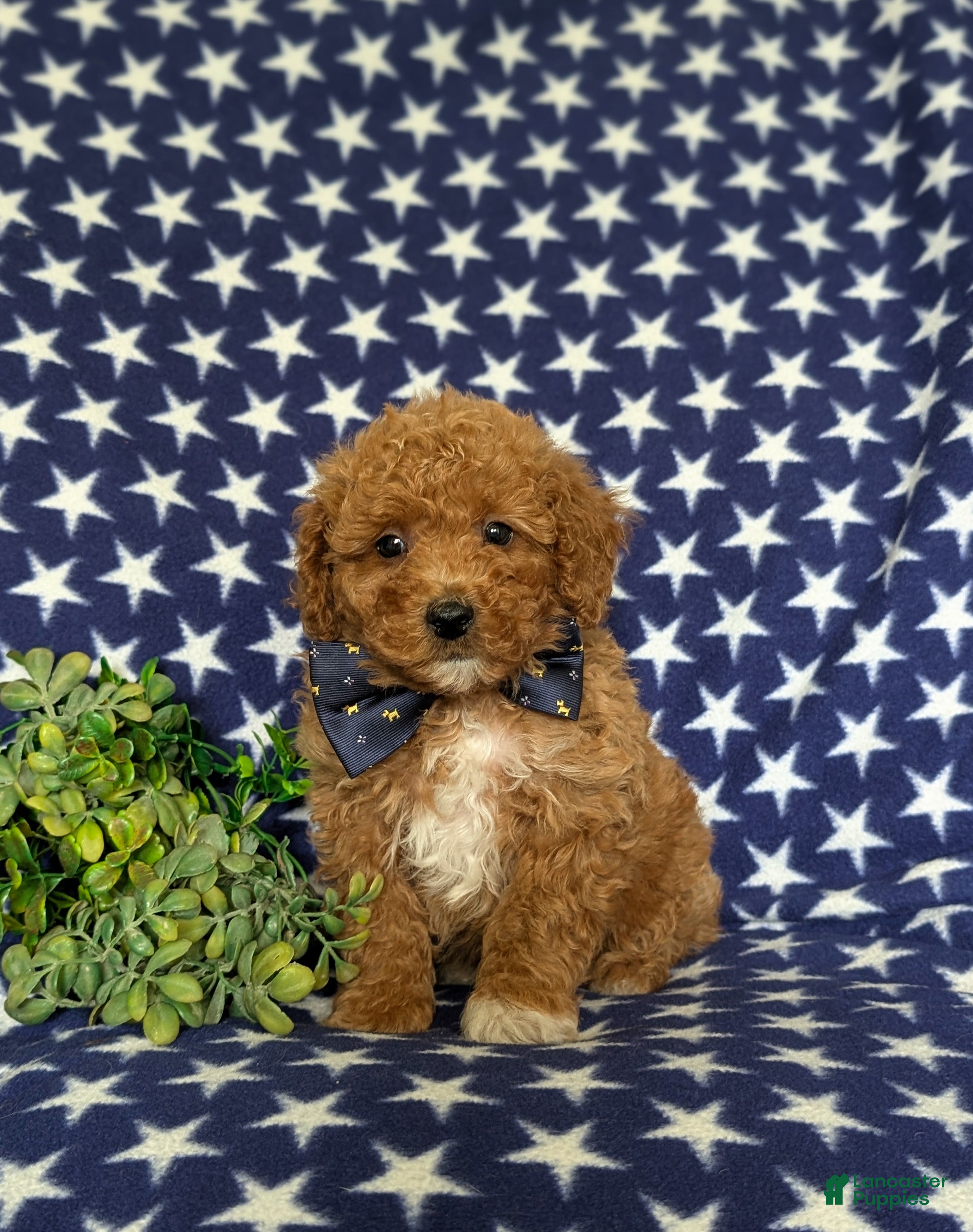 Miniature Poodle dogs Stanley - Ad 1