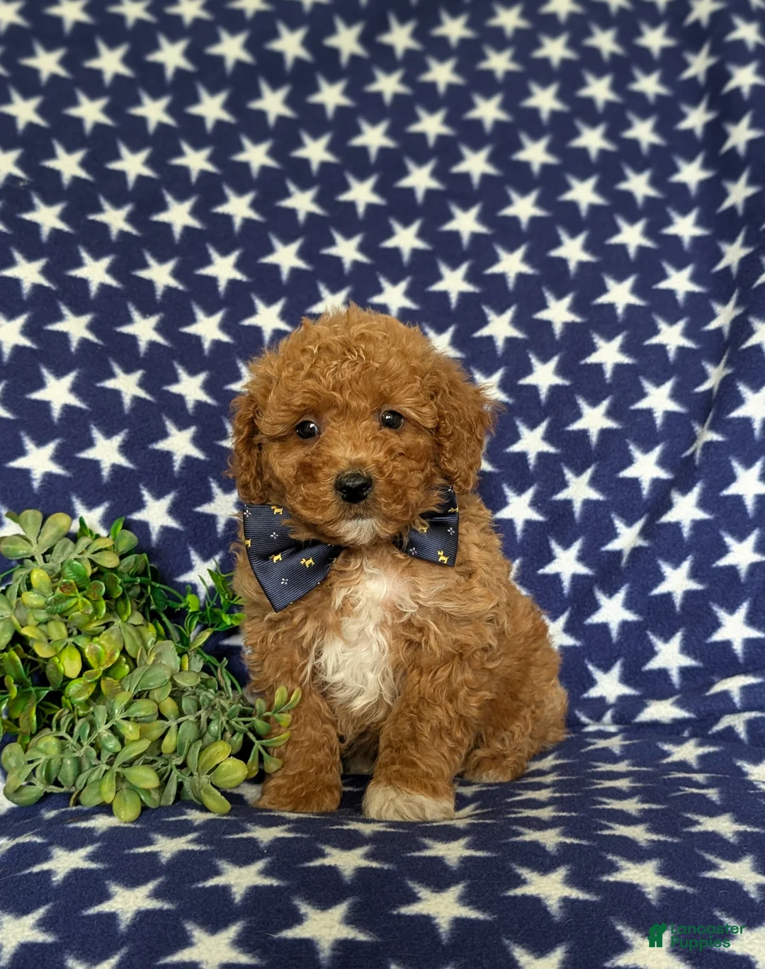 Miniature Poodle dogs for sale: Stanley - Ad 1