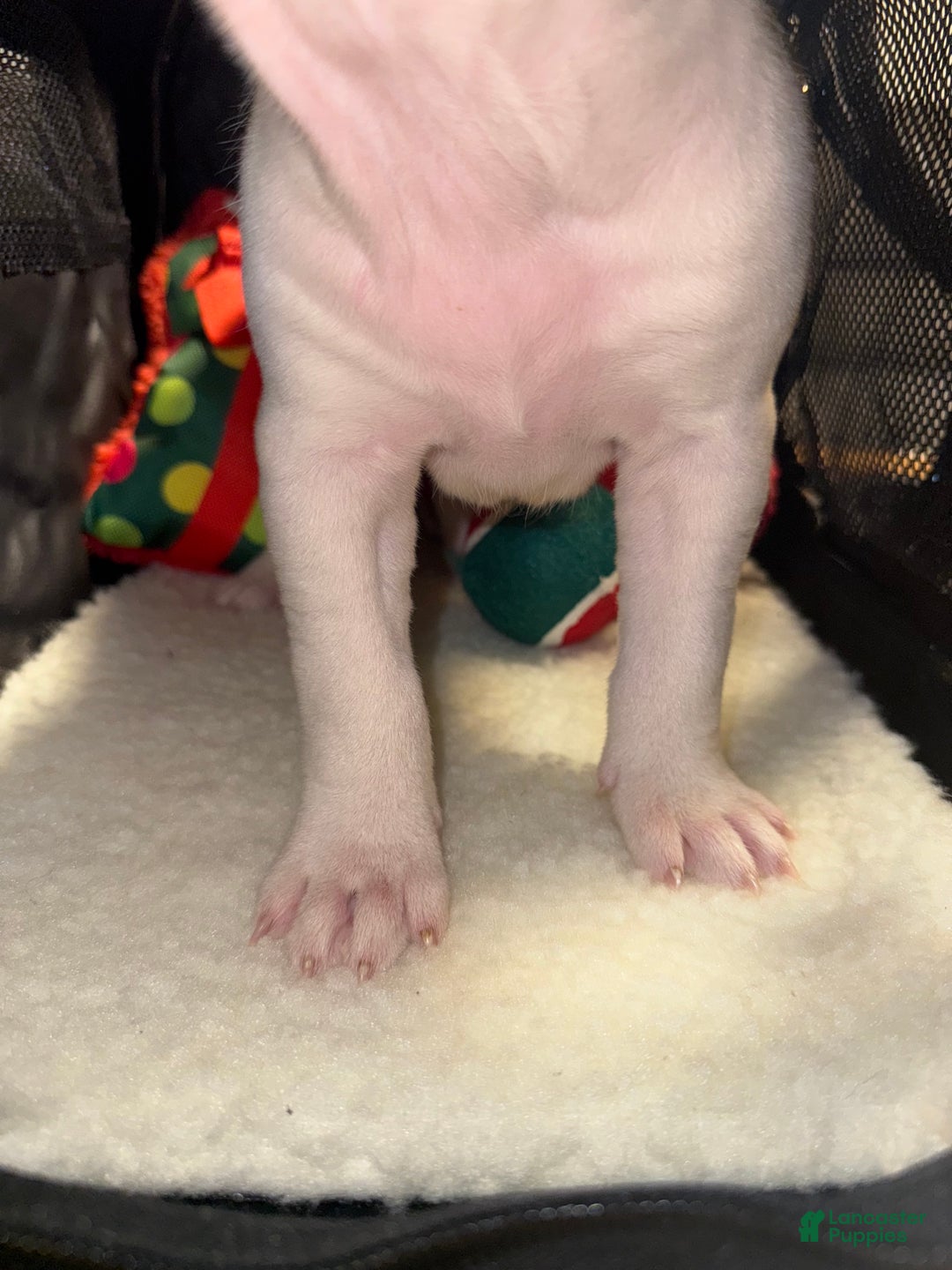 American Bully dogs for sale: Blanca - Ad 7