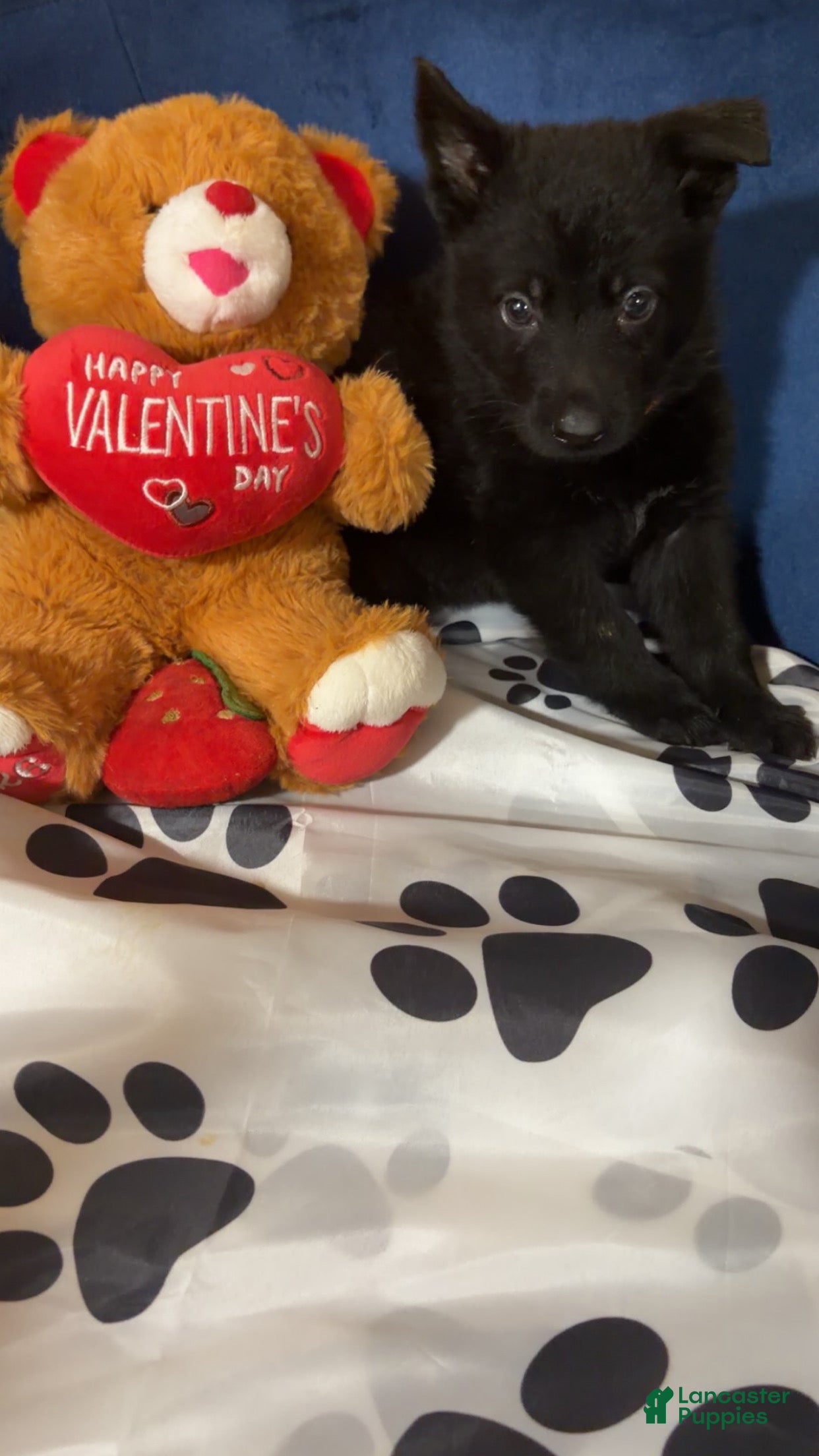 German Shepherd dogs Rex - Ad 23