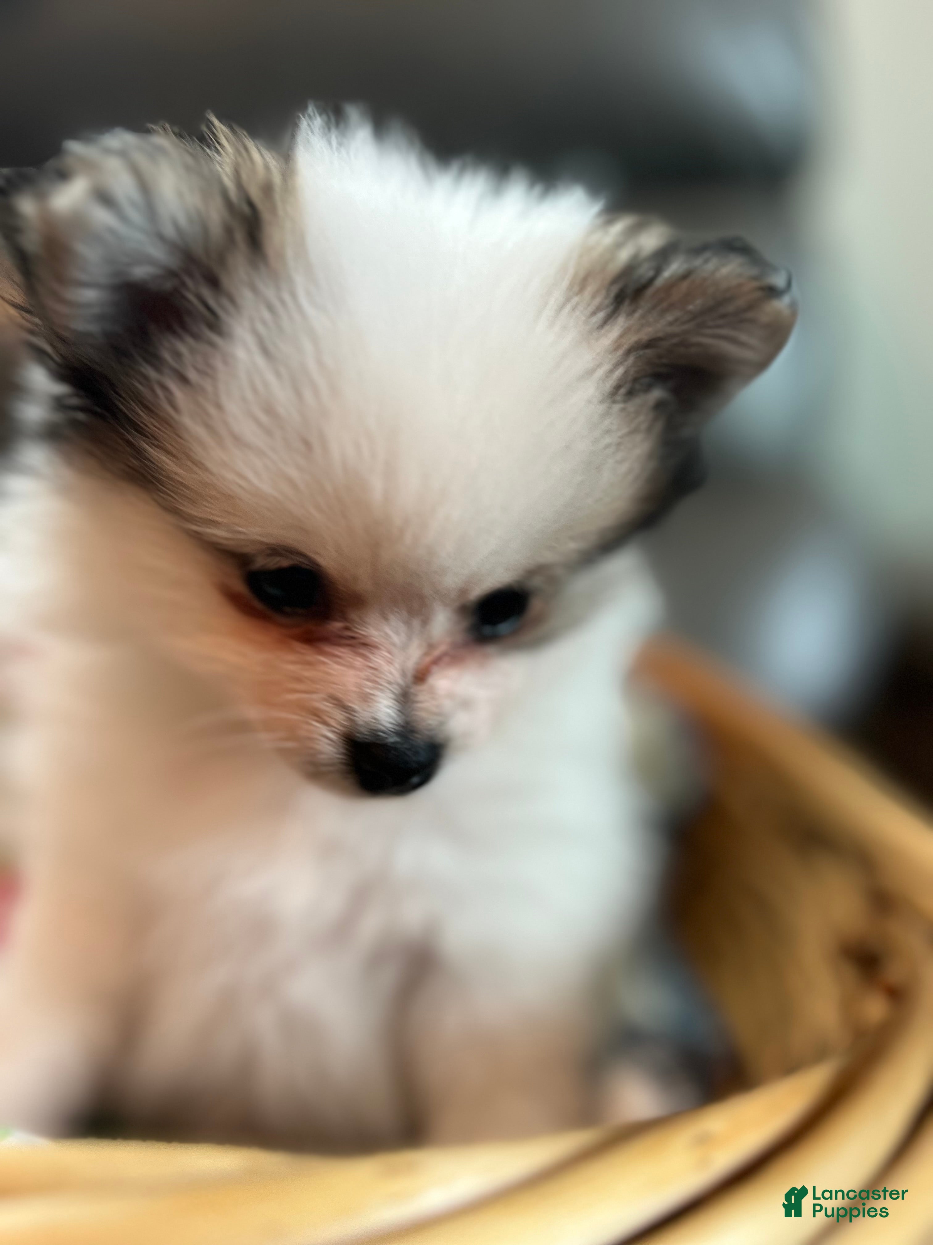 Pomeranian dogs Jasmine - Ad 2