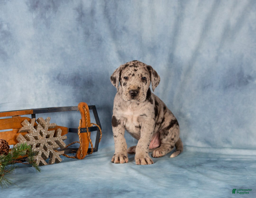 Great Dane dogs for sale: Donovan - Ad 3