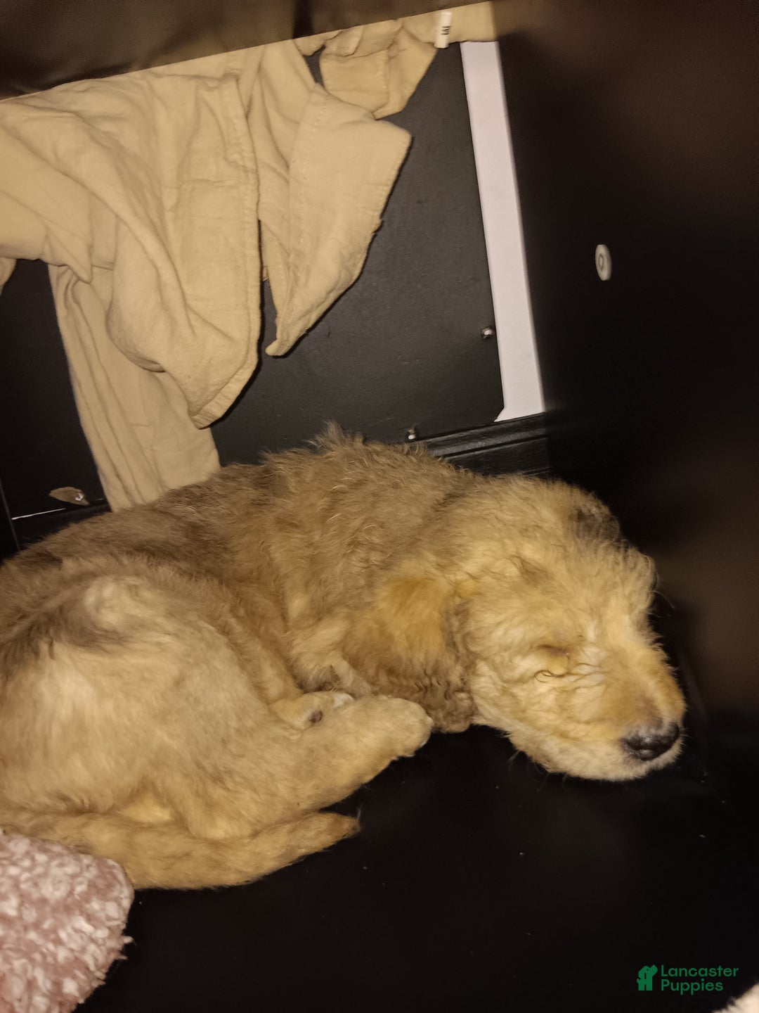 Labradoodle dogs for sale: Creamy mae - Ad 15