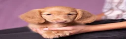Miniature Dachshund dogs for sale: Peanut - Ad 8