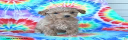Mini Goldendoodle dogs for sale: Cherry - Ad 4