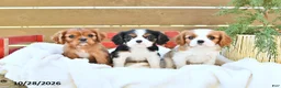 Cavapoo dogs for sale: Harper - Ad 5