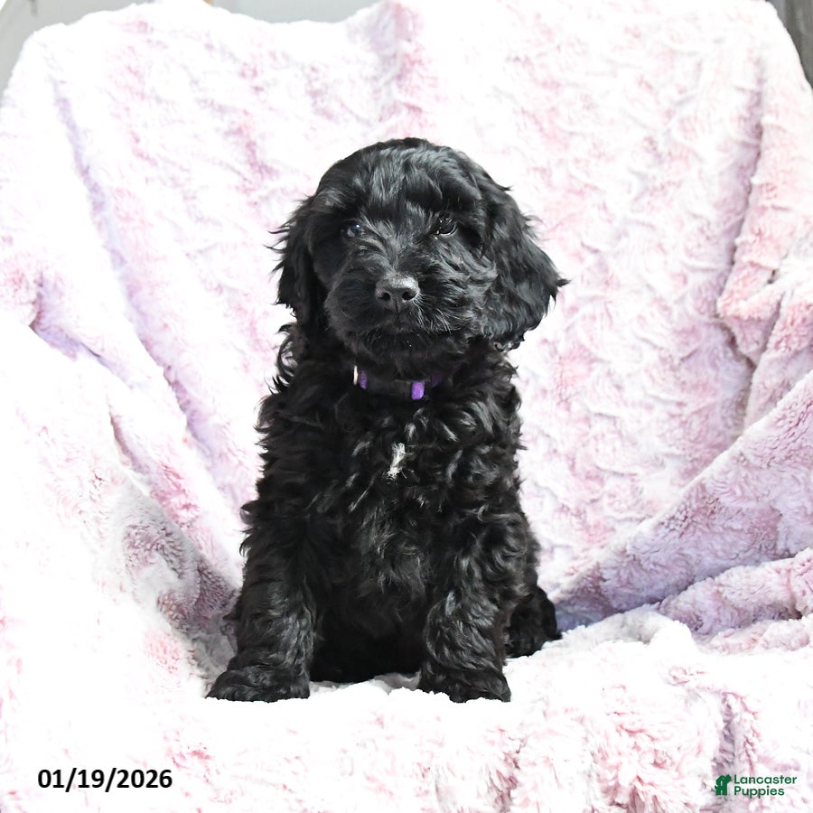 Cockapoo dogs Bella   - Ad 28