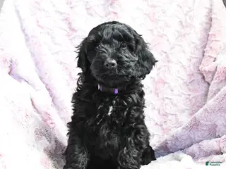 Cockapoo dogs Bella - Ad 23