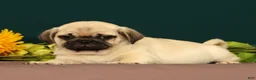 Pug dogs for sale: Taco - Ad 3
