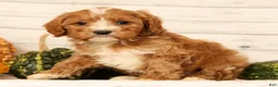 Cavapoo dogs for sale: Pixel - Ad 9