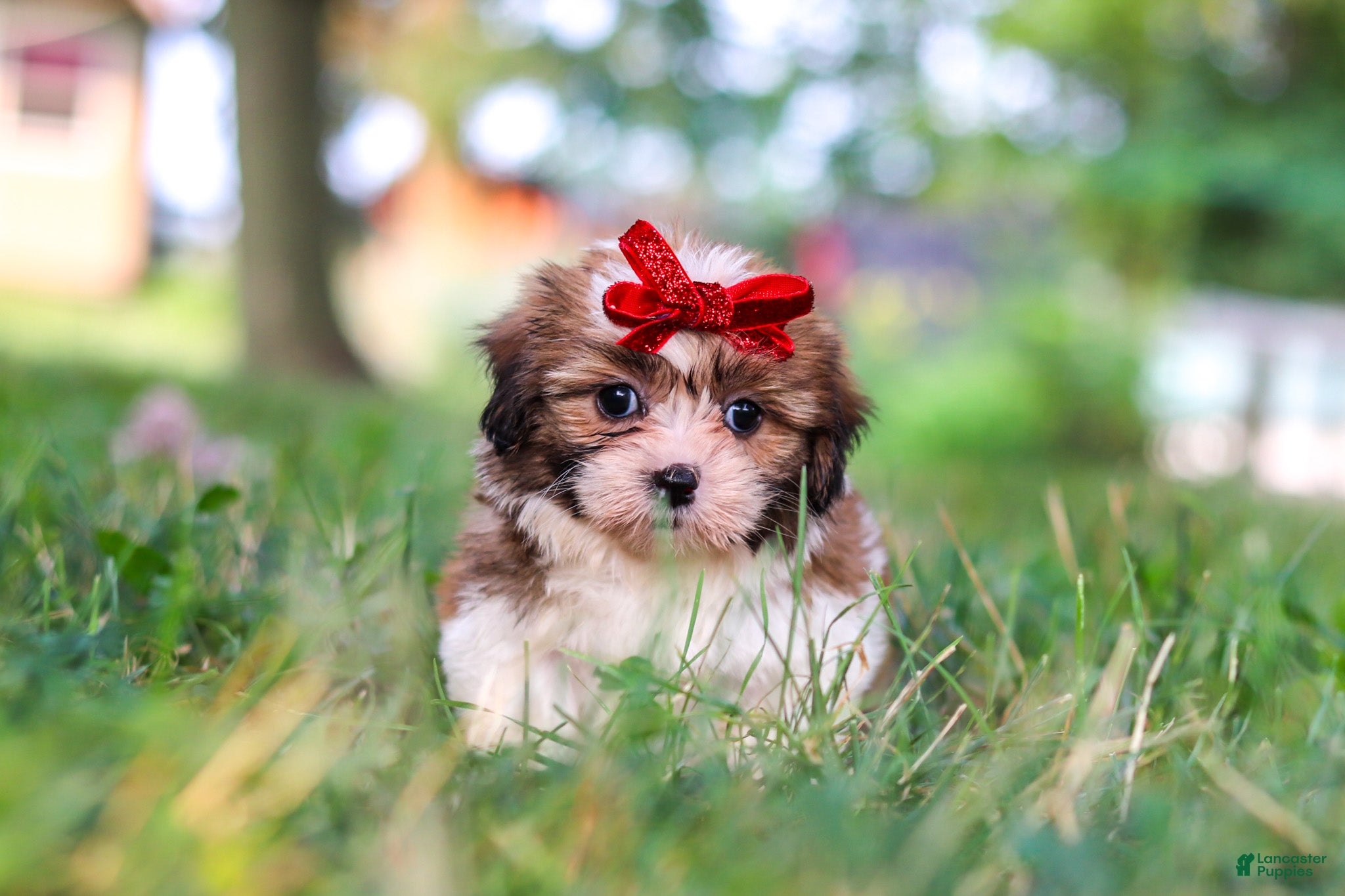 Shih Tzu dogs Coco - Ad 1