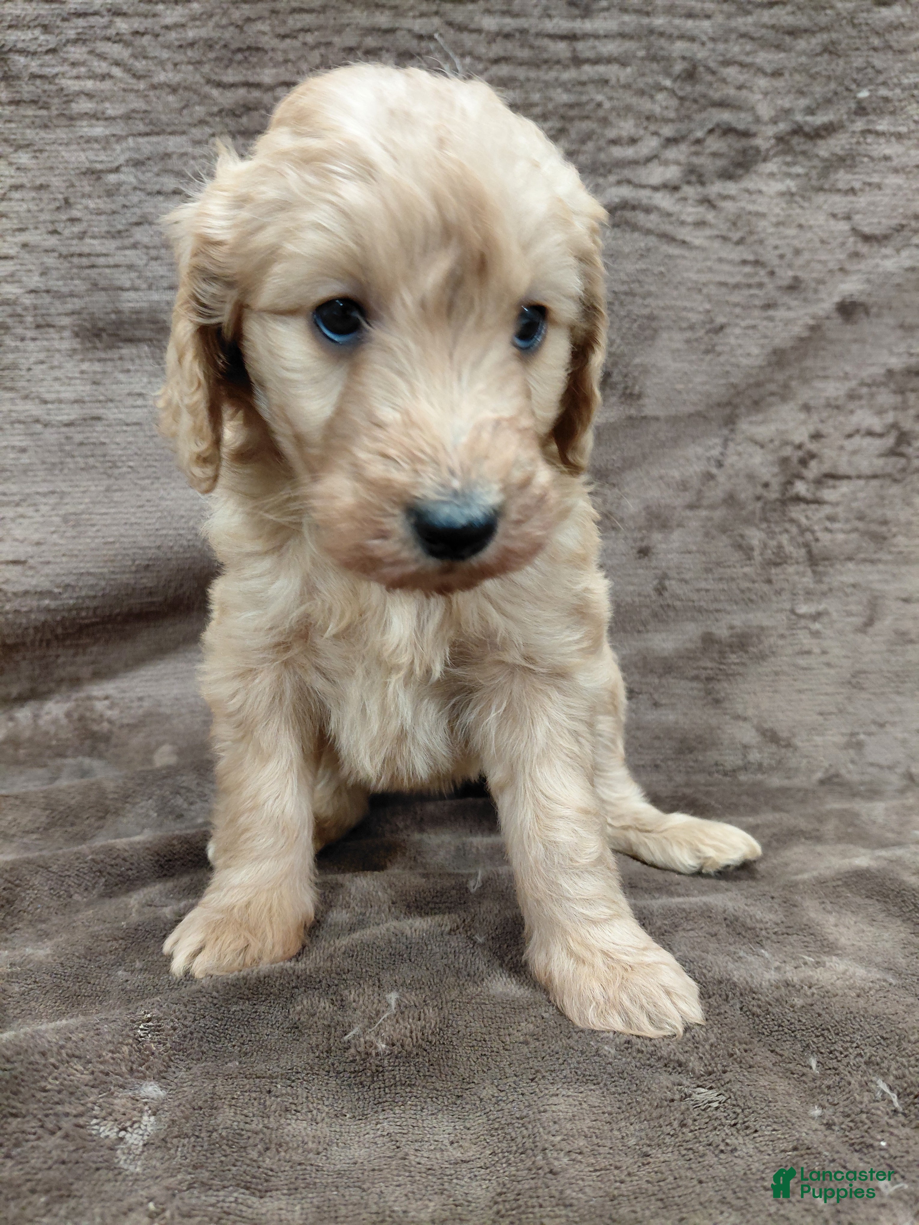 Goldendoodle dogs Findley Standard  - Ad 2